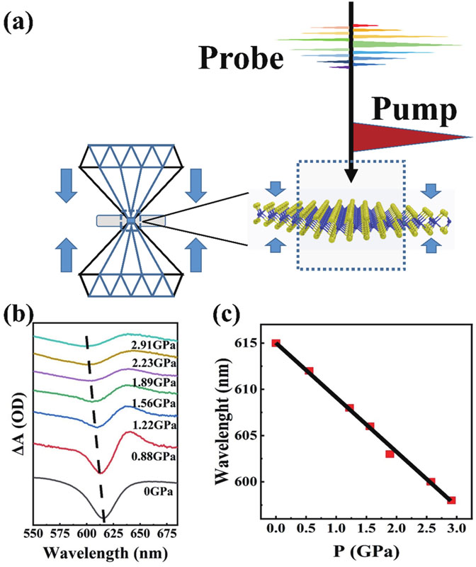 (Color online) (a) Schematic of material structure and TA measurements of monolayer WS2 in the DAC. (b) Evolution of TA spectra of monolayer WS2 under pressure from 0.30 to 3.25 Gpa. (c) A exciton peaks as a function of pressures.