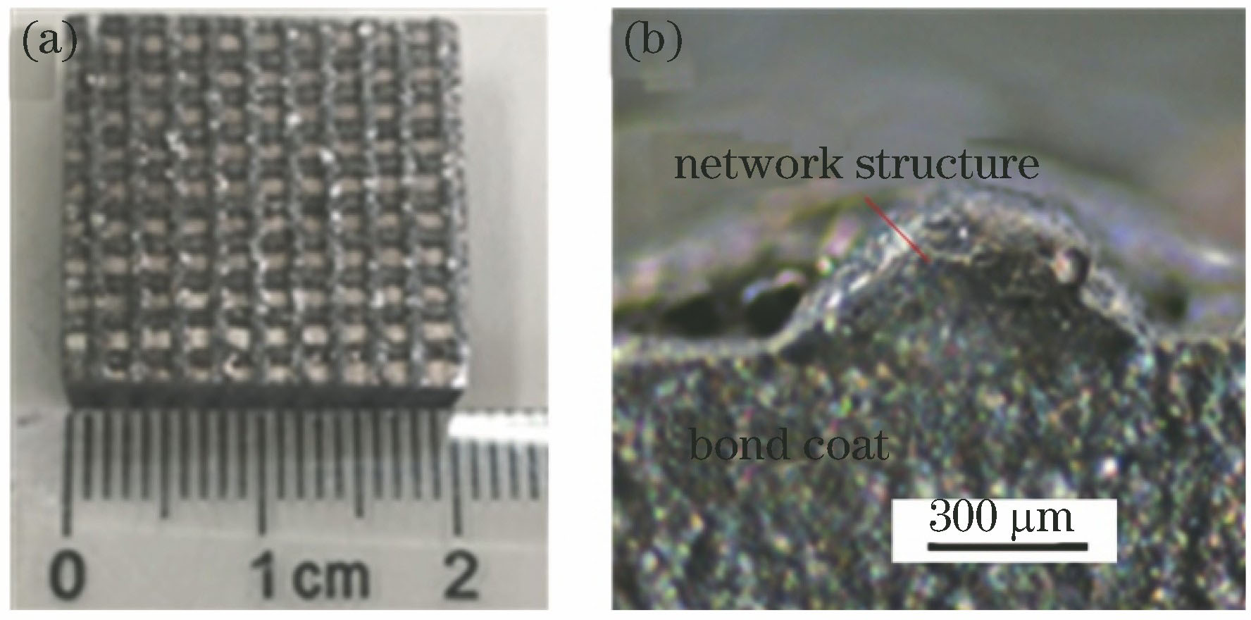 利用激光快速成型法制备的网状结构。(a)宏观图;(b)单个棱的横截面微观图