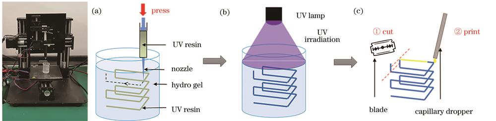 方形螺旋传动臂的制造过程。(a)水凝胶印刷;(b)UV光束固化;(c)功能性染料溶液的涂敷