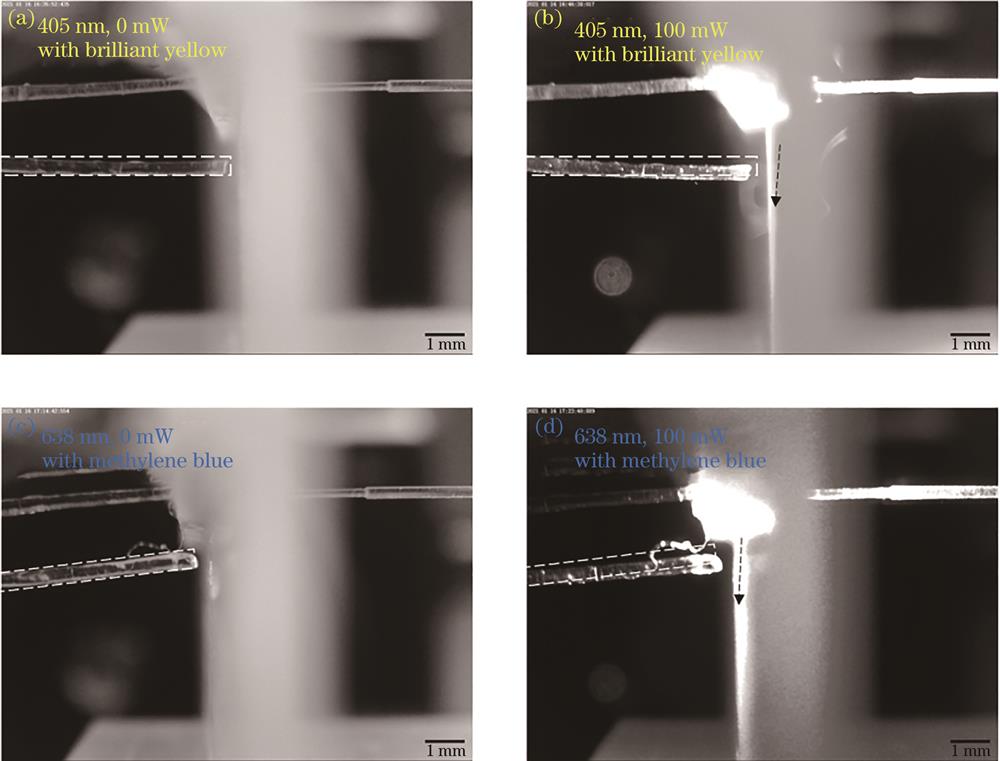 激光驱动下执行器的状态。(a)Ⅰ型执行器的初始状态(0 mW);(b)Ⅰ型执行器的应变状态(100 mW);(c)Ⅱ型执行器的初始状态(0 mW);(d)Ⅱ型执行器的应变状态(100 mW)