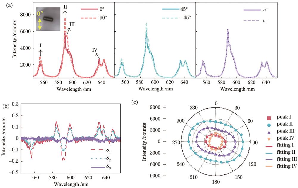 六方相NaYF4∶Sm3+单颗粒晶体偏振发光分析。(a)6个偏振庞加莱球基矢下NaYF4∶Sm3+单颗粒光致发光图谱(插图:所测单颗粒面内取向,长约5 μm,0°为光谱仪狭缝方向);(b)所测光谱范围内的S1、S2、S3;(c)4个发光峰强度随偏振角的变化及拟合曲线图谱