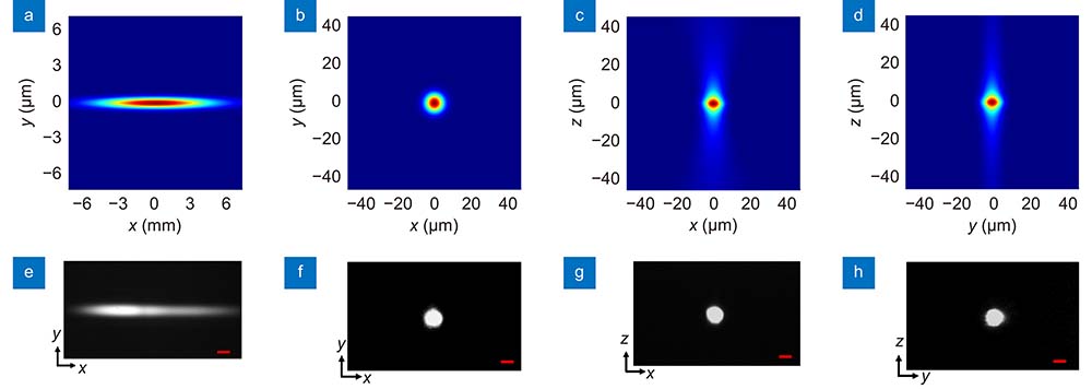 (a) Numerically calculated and (e) experimentally measured laser intensity distributions at the entrance aperture of the objective lens. (b–d) Numerically calculated and (f–h) experimentally measured intensity distributions near the focus of the objective lens in XY, XZ-and YZ planes, respectively. Scale bars in (e) and (f–h) are 1 mm and 10 µm, respectively.