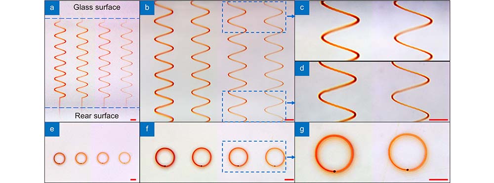 (a–d) Cross-sectional view and (e–g) top-view optical micrographs of helical lines written throughout 1.6 mm thick glass at different pulse energies with the SSTF scheme. The writing speed was set at 200 μm/s, and the pulse energies from left to right were 9.5, 8.0, 7.2, and 6.2 µJ, respectively. (c) and (d) Enlarged images of (b) at different depths. (g) Enlarged image in (f). Scale bar: 100 μm.