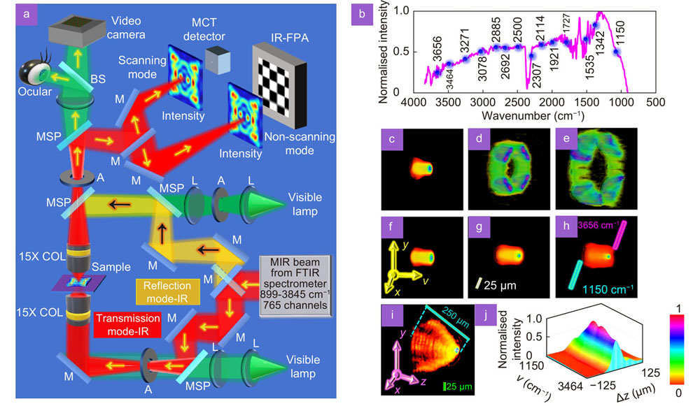 Simplified schematic of the FTIR microspectroscopic system and the measured spatial and spectral characteristics. (a) Abbreviations: COL – Cassegrain objective lens, IR – Infrared, BS – beam splitter, M – mirror, L – lens, FTIR – Fourier transform infrared spectrometer, FPA – focal plane array, MSP – Motorized sliding plate, MCT - mercury-cadmium-telluride, A – aperture, MIR – mid infrared, PSF – point spread function. The MIR from the FTIR spectrometer is sent into the IR/VISIBLE microscope. The microscope is aligned collinearly for both MIR and reference visible light. There are two modes of operation: (reflection and transmission) and two modes of data recording (mapping using single element MCT detector and imaging using multi-element FPA detector). (b) Spectral profile of the GlobarTM source with 14 spectral channels marked in blue are selected for the study. (c–e) 4D plot of the PSFs recorded for an axial aberration Δz = 0, 125 μm and 250 μm, respectively. Spectral cube data PSF(x, y, ν) was formed from the 14 spectral channels each averaged over 100 spectral channels –50 to +50 channels. The non-changing pattern along ν indicates spectral aberrations suppressed by the COL. (f–h). Autocorrelation cube data of (c–e), respectively. The thin cylindrical structures obtained for Δz = 125 μm and 250 μm indicates the possibility of imaging in deconvolution mode with a similar resolving power as Δz = 0 μm. (i) Depth cube data PSF(x, y, Δz) from 0 to 250 μm. Unlike a regular lens where the intensity distribution is filled, the COL generates hollow intensity distribution with four distinct lobes causing a sharp autocorrelation function. (j) The spectral and spatial cube data were combined to form 8415 spatio-spectral images corresponding to the 14 spectral channels and aberrations 0 to 250 μm in steps of 25 μm and was cross-correlated with the image corresponding to the central spatio-spectral point (2307 cm–1, 125 μm) and cross-correlation value at the origin (x=0, y=0) is plotted. The FWHM along z was ~50 μm indicating that the intensity of a plane 50 μm apart has a loss of about 50% of intensity which is ideal for 3D MIR imaging applications.