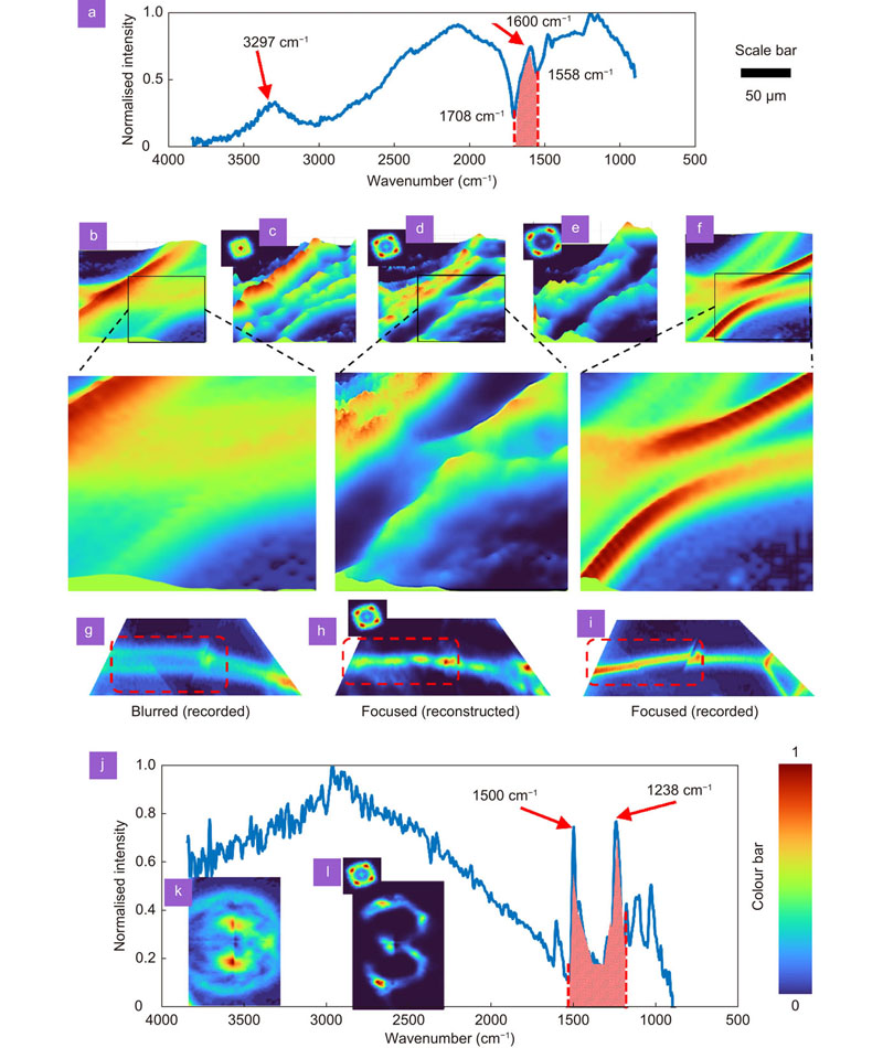 Reconstruction results of thick and strong IR absorbing materials. (a) Normalised absorbance of the silk fiber sample. The characteristic absorption peaks are noted at 3297 cm–1 and 1600 cm–1. The spectral matrices for Δz = 0 from 1708 cm–1 to 1558 cm–1 were averaged to obtain Fig. 3(b). (b) Direct imaging of a bundle of silk threads in 3D space, showing focused and out-of-focus objects. Reconstruction result using LRRA (α = 0.5, β = 1, iterations = 18) using PSFs recorded at (c) Δz = 25 μm, (d) Δz = 50 μm and (e), Δz =75 μm. (f) Direct imaging of a bundle of silk fibers for Δz ≈ 50 μm. The magnified regions of the direct imaging and reconstruction results indicate that the LRRA could obtain a good reconstruction even for thick objects and strong IR absorbing objects. (g) Direct imaging of a single silk fiber in 3D space. (h) Reconstruction results using PSF of Δz = 50 μm. (i) Direct imaging of the single silk fiber for Δz ≈ 50 μm. (j) Normalised absorbance of the polymer material of USAF target with characteristic peaks at 1500 cm–1 and 1238 cm–1. (k) Direct imaging of the USAF object ‘3’ located at Δz ≈ 50 μm. (l) Reconstruction result of the USAF object ‘3’ using LRRA (α = 0.6, β = 1, iterations = 14). The scale bar is 50 μm. The lateral resolution of the imaging system is ~15 μm.