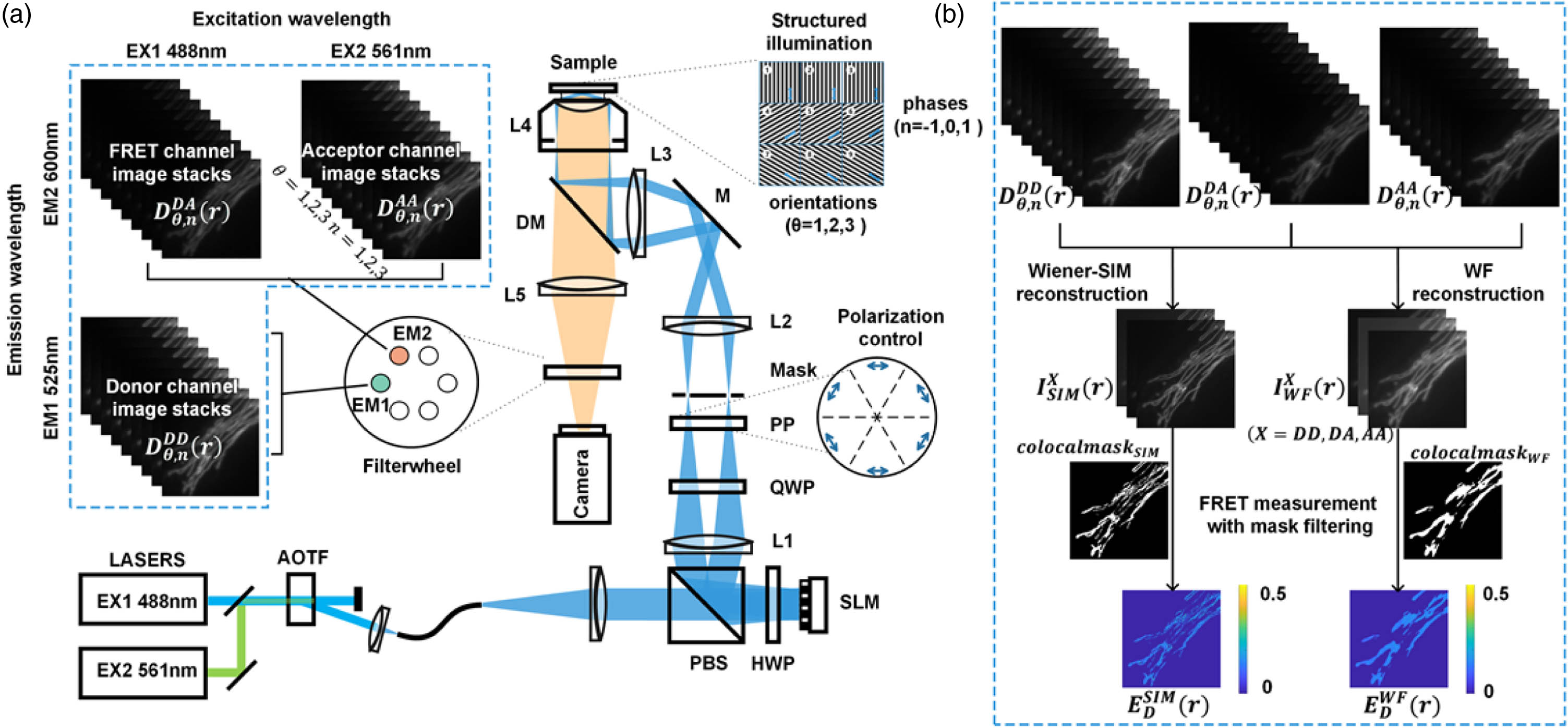 Diagrams of the hardware and workflow of SIM-FRET. (a) Schematic diagram of the SIM-FRET setup. AOTF, acousto-optic tunable filter; PBS, polarization beam splitter; HWP, half-wave plate; SLM, spatial light modulator; QWP, quarter-wave plate; PP, azimuthally patterned polarizer; DM, dichroic mirror; L1–L5, lenses. (b) Flow chart of the SIM-FRET, including obtaining three-channel FRET structured light modulated raw image stacks, SR image reconstruction of three-channel FRET imaging based on the linear Wiener-SIM, background subtraction and co-localization mask filtering, and quantitative acceptor sensitized emission FRET measurement with co-localization mask filtering.