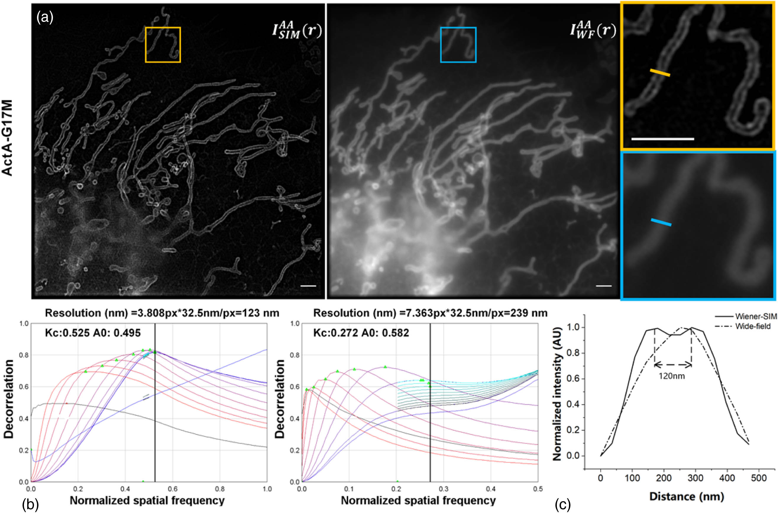 Resolution enhancement of SIM-FRET. (a) AA channel SR-SIM and WF images of outer mitochondrial membrane (OMM) targeted FRET-standard construct ActA-G17M. (b) Decorrelation analysis results corresponding to AA channel SR-SIM and WF images. (c) Intensity profiles of the yellow and blue solid lines in the close-up views in (a). Scale bars: 2 μm.