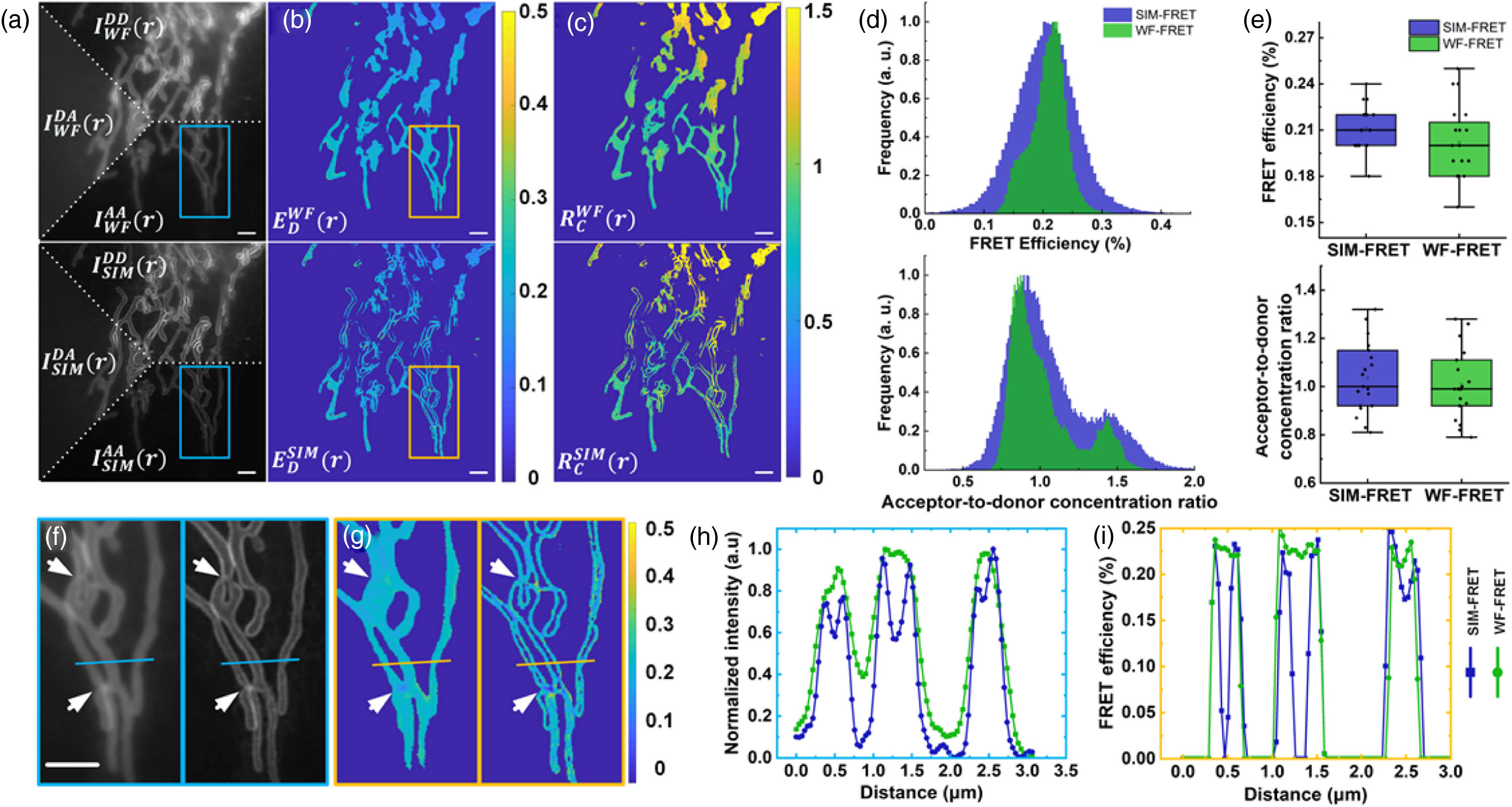 Performance of quantitative SR SIM-FRET measurement in live cells. (a) Three-channel intensity WF (top) and SR-SIM (bottom) images of ActA-G17M. (b), (c) Corresponding pseudo-color images ED and RC of the sample in (a). (d) Top panel, histograms of ED in (b); bottom panel, histograms of RC in (c). (e) Top panel, comparison of the statistical ED values of SIM-FRET and WF-FRET; bottom panel, comparison of the statistical RC values of SIM-FRET and WF-FRET. (f) Close-up view of the blue-boxed region in (a). (g) Close-up view of the yellow-boxed region in (b). (h) Intensity profiles along the blue lines in (f). (i) ED profiles along the yellow lines in (g). Scale bars: 2 μm.