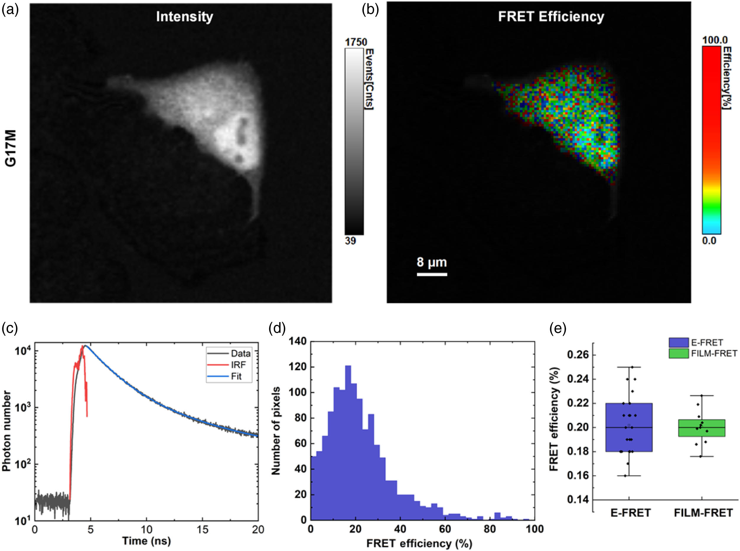 Typical FLIM measurement of FRET construct G17M samples. (a) Intensity image of G17M. (b) Pseudo-color images FRET efficiency of G17M. (c) Distribution of photons over time for a typical FLIM measurement on G17M. The exponential function fit (blue line) was convolved with the IRF (red line). (d) Histograms of ED in (b). (e) Comparison of the statistical ED values of WF -FRET and FLIM-FRET. Scale bars: 8 μm.