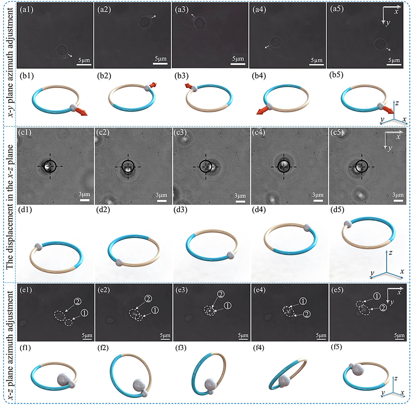 Steering ability of the beam was verified by manipulating the yeast cells. (a1)–(a5) Images recorded during the experiment, and the parameter of the beam is the spin angle φ=0–2π. (b1)–(b5) Schematics of the 3D model corresponding to the first row. (c1)–(c5) Images recorded when the yeast cells were manipulated by the spin angle φ=0–2π and displacement along the z axis Δz=0–15 μm. (d1)–(d5) Schematics of the 3D model corresponding to the third row. (e1)–(e5) Images recorded during the experiment of performing a 180º flip of the yeast cells, and the parameter of the beam is the nutation angle θ=0–2π. (f1)–(f5) Schematics of the 3D model corresponding to the fifth row.