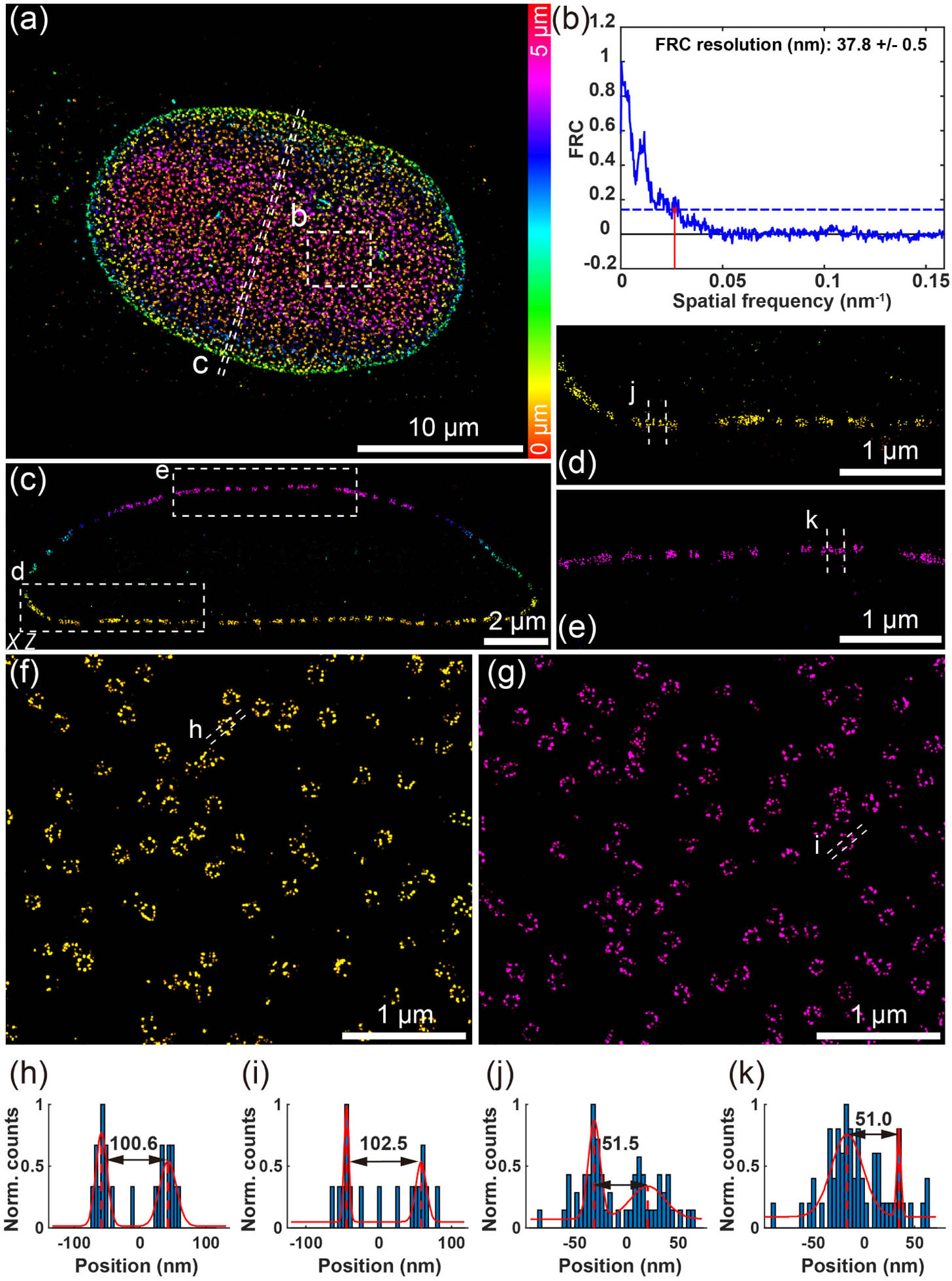Whole-cell 3D super-resolution imaging of NPC. (a) Overview of the panoramic whole-cell 3D imaging of NPC using DMO PSF, merging five optical sections. (b) FRC analysis of the region boxed in (a). (c) Side-view cross section of the region denoted by the dashed line in (a). (d), (e) Magnified view of the area denoted by the box in (c). (f) View of the bottom surface of the boxed area in (a). (g) View of the top surface of the boxed area in (a). (h), (i) Intensity profile along the white dashed lines in (f) and (g). (j), (k) Intensity profile along the white dashed lines in (d) and (e). The data were acquired from 8000 frames per cycle over 20 cycles from five optical sections, with 120 mW laser power and 20 ms exposure time.