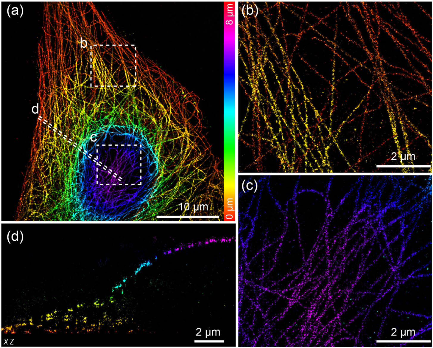 Whole-cell 3D super-resolution imaging of microtubules. (a) Overview of the panoramic whole-cell 3D imaging of microtubule using DMO PSF, merging seven optical sections. (b) Zoomed bottom surface view of the boxed area denoted in (a). (c) Zoomed top surface view of the boxed area denoted in (a). (d) Side-view cross section of the region denoted by the dashed line in (a). The data were acquired from 7000 frames per cycle over 40 cycles from seven optical sections, with 200 mW laser power and 15 ms exposure time.