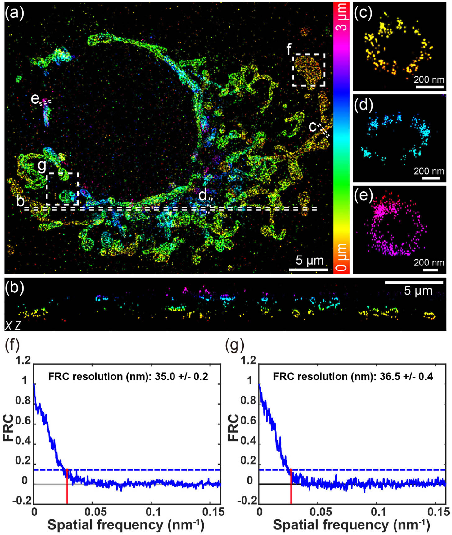 Whole-cell 3D super-resolution imaging of mitochondria. (a) Overview of the panoramic whole-cell 3D imaging of mitochondria using DMO PSF by merging three optical sections. (b) Side-view cross section of the region indicated by the dashed line in (a). (c)–(e) Zoomed-in side-view cross sections from distinct depth areas, as indicated by the dashed lines in (a). (f), (g) FRC analysis of regions enclosed by the boxes in (a), with (f) near the cell’s bottom surface and (g) near the top. The data were acquired from 3000 frames per cycle over 70 cycles from three optical sections, with 200 mW laser power and 15 ms exposure time.