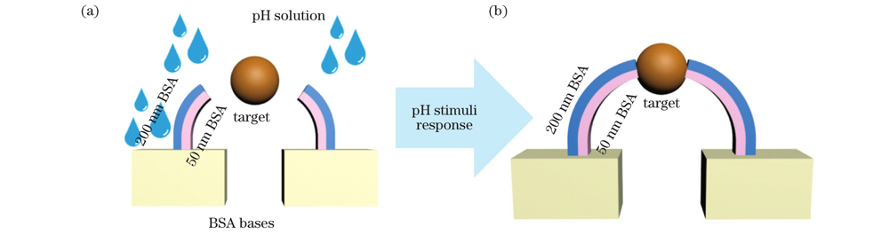 智能微纳器件示意图。(a) pH刺激前智能微机械的原始状态;(b)智能微机械受pH刺激后响应,“抓住”微纳颗粒