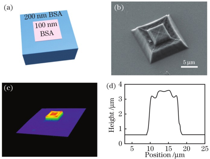 基于BSA的非均匀扫描步长方块结构的制备和表征。(a) BSA方块结构的3DMAX模型图;(b)BSA方块结构的电镜(SEM)图片;(c) BSA方块结构的三维景深共聚焦显微镜图像; (d) BSA方块结构的横截面轮廓