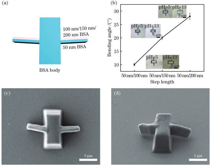 BSA双层悬臂结构的动态响应。(a)双层悬臂结构的3DMAX模型图;(b)悬臂弯曲角度与双层扫描步长的关系;(c)BSA悬臂结构的SEM图;(d)BSA悬臂结构倾斜30°的SEM图