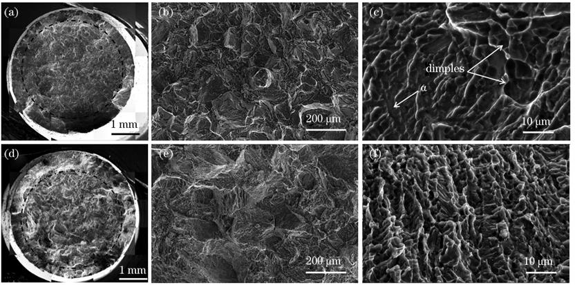 沉积态TC11钛合金的拉伸断口形貌。(a)纵向断口的宏观形貌;(b)纵向断口的低倍形貌;(c)纵向断口的微观形貌;(d)横向断口的宏观形貌;(e)横向断口的低倍形貌;(f)横向断口的显微形貌
