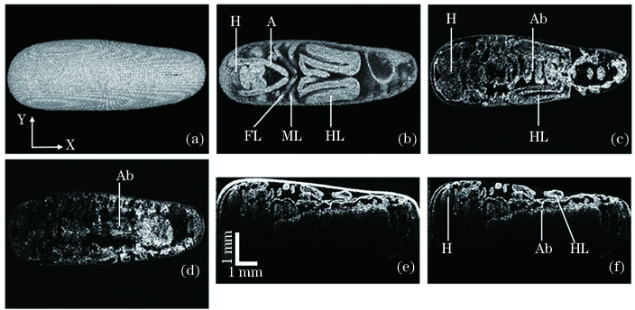 去除卵壳前后的OCT图像对比,其中A表示触角,Ab表示腹部,FL表示前足,H表示头部,HL表示后足,ML表示中足。(a)XY面上的蝗卵三维投影图(包含卵壳);(b)XY面上的蝗卵三维投影图(去除卵壳);(c)XY面上的蝗卵二维截面图(深度为0.67 mm);(d)XY面上的蝗卵二维截面图(深度为0.88 mm);(e)XZ面上的蝗卵二维截面图(包含卵壳);(f)XZ面上的蝗卵二维截面图(去除卵壳)