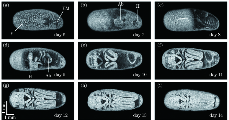 去除卵壳后观察到的胚胎第6至第14天的发育过程,其中Y表示卵黄,EM表示胚胎,Ab表示腹部,H表示头部