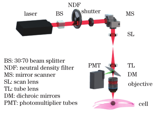 光动力治疗系统示意图