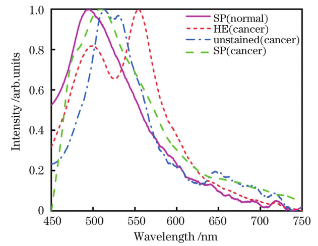 乳腺组织的归一化平均荧光光谱
