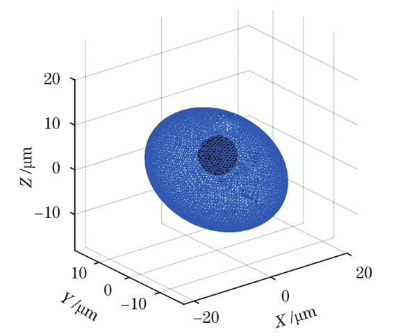 球形胞核的单核细胞模型图