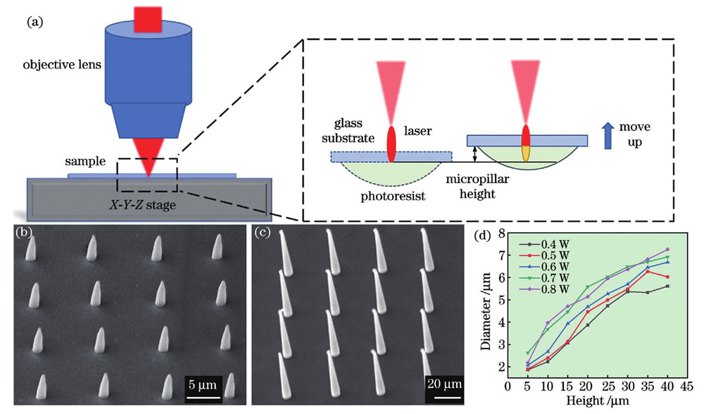 单脉冲多光子聚合实验原理以及加工的微柱阵列。(a)单脉冲多光子聚合原理示意图,右边虚线框内为倒置样品加工过程的细节放大图,红色椭圆形区域代表聚焦光斑的能量分布,黄色区域表示光刻胶中由聚焦光斑引起的多光子聚合区域;(b)(c)单脉冲多光子聚合加工得到的高度为5 μm和40 μm的4×4微柱阵列;(d)入射激光功率为0.4~0.8 W时,微柱 直径随高度的变化曲线