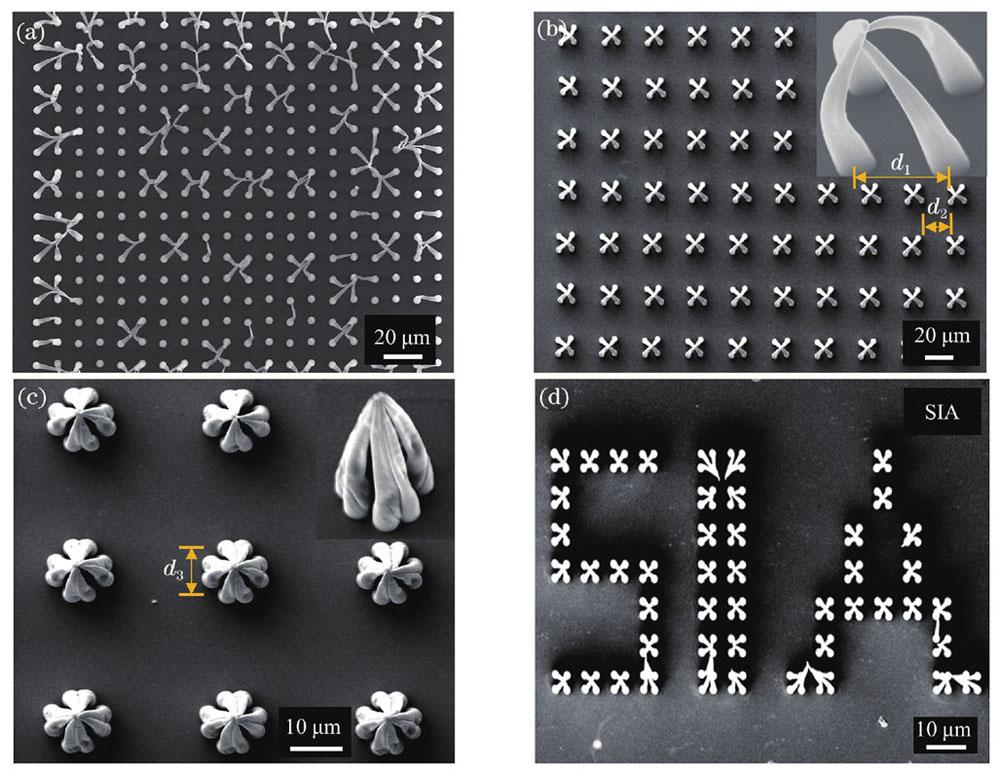 基于毛细力自组装的图案化微结构阵列,其中加工微柱的激光功率均为0.4 W。(a)临界状态时微柱不稳定自组装结果;(b)由4个微柱自组装形成的微笼结构阵列,右上角为单个微笼的侧视放大图;(c)由8个微柱自组装形成的“四叶草”微结构阵列,右上角为侧视放大图;(d)以(b)中自组装结构为子单元加工的“SIA”图案化结构