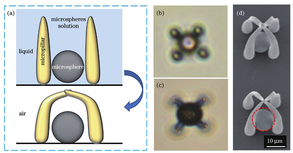 基于毛细力自组装的微球原位捕获。(a)捕获微球的过程示意图;(b)在液体环境中,微球落入微结构的光学图像;(c)在空气环境中,微球被捕获后的光学图像;(d)捕获微球的SEM图,红色虚线圆环中是被捕获的微球
