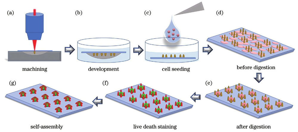 单细胞阵列原位捕获实验步骤示意图。(a)微结构阵列的扫描加工;(b)微结构倒置显影;(c)细胞接种到微结构样本上;(d)细胞贴壁到样本表面;(e)对样本进行细胞消化处理后得到的单细胞阵列;(f)单细胞阵列活死染色;(g)毛细力自组装实现单细胞阵列的原位捕获