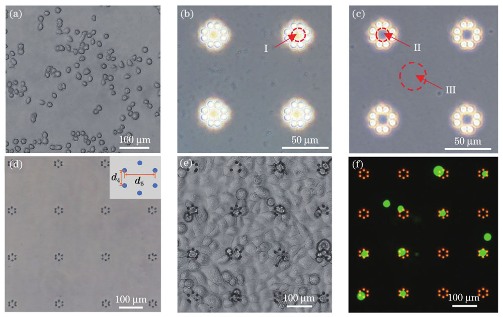 微笼阵列的单细胞捕获。(a)MCF-7细胞;(b)(c)除气操作处理前后微结构阵列的光学图像;(d)未接种细胞前,培养液中六微柱微笼阵列的光学图像;(e)接种细胞后,样本表面结构和细胞相对分布的光学图像;(f)消化处理后得到的细胞荧光图像