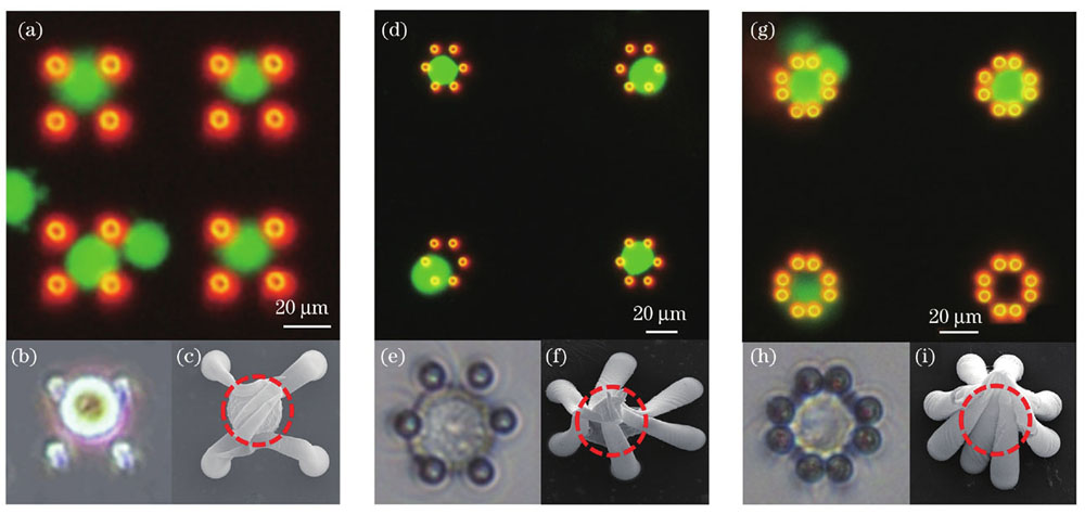 细胞原位捕获图。(a)(b)(c)四微柱结构原位捕获细胞的荧光图像、光学图像及SEM图;(d)(e)(f)六微柱结构原位捕获细胞的荧光图像、光学图像及SEM图;(g)(h)(i)八微柱结构原位捕获细胞的荧光图像、光学图像及SEM图