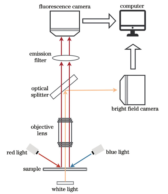 双光路成像系统