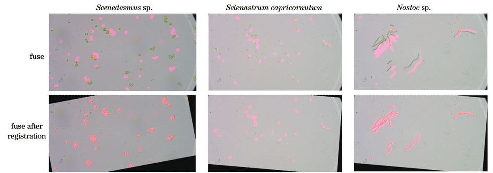 明场图像与荧光图像的融合