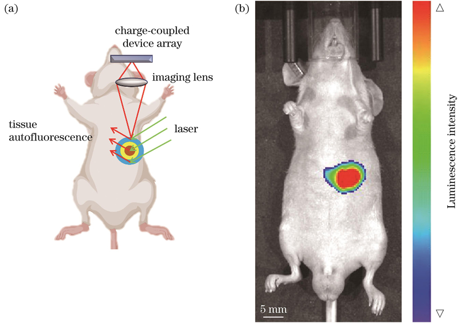 利用生物发光成像方法对肿瘤进行定量分析。(a)生物发光成像原理示意图;(b)肿瘤定位