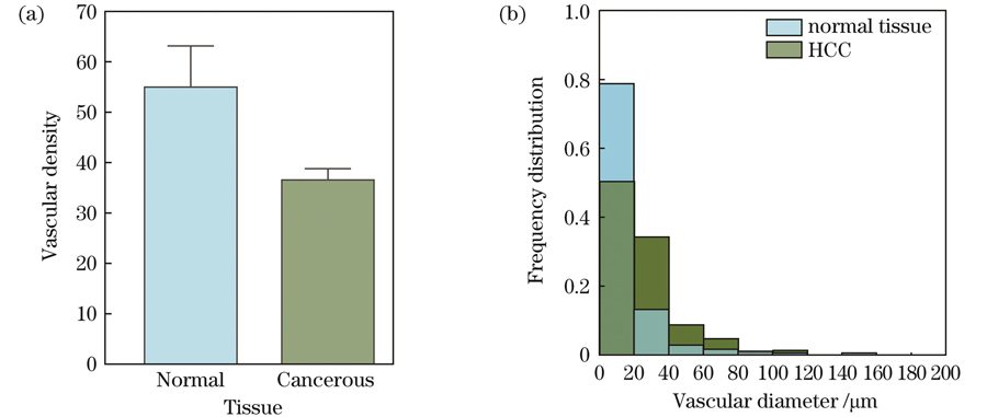 正常组织与癌变组织的血管密度和直径分析。(a)血管密度;(b)血管直径频数分布