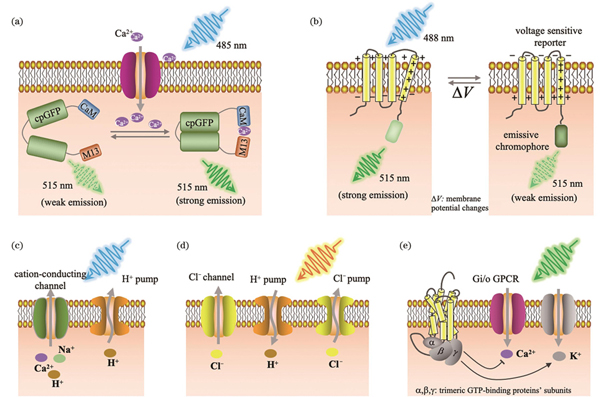 基因编码的光学神经记录方法和光遗传调控方法示意图。(a)基因编码的Ca2+信号成像;(b)第一代基因编码的电压指示剂原理示意图;(c)基于视紫红质的兴奋性泵和通道;(d)由氯离子传导通道视紫红质、质子和氯离子泵组成的抑制性视蛋白;(e)偶联到抑制性Gi/o信号通路的G蛋白偶联受体