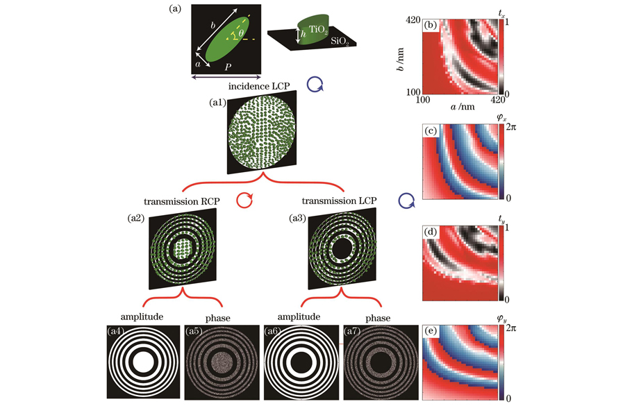 超表面波带片的调控机制。(a)超原子的俯视图和侧视图;在波长为633 nm的x线偏振入射光下,不同尺寸的超原子在x偏振方向的透过率分布图(b)和相位分布图(c);在波长为633 nm的y线偏振入射光下,不同尺寸的超原子在y偏振方向的透过率分布图(d)和相位分布图(e);在左旋圆偏振入射光下,超表面(a1)由奇数超表面波带片(a2)和偶数超表面波带片(a3)组成,其中,奇数超表面波带片的振幅和相位分别如图(a4)、(a5)所示,偶数超表面波带片振幅和相位分别如图(a6)、(a7)所示