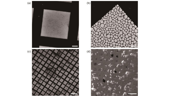 用于细胞快速冷冻的电镜载网。(a)具有规则圆孔的Quantifoil载网(标尺:20 μm);(b)具有不规则孔洞的微栅载网(标尺:10 μm);(c)带有坐标的微栅载网(标尺:200 μm);(d)承载HeLa细胞的微栅载网(标尺:200 μm)