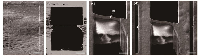 冷冻细胞的FIB减薄(标尺:5 μm)。(a)冷冻在载网上的HeLa细胞的FIB图像,虚线框所示为准备切掉的部分;(b)减薄后细胞切片的FIB图像;(c)减薄后细胞切片的SEM图像;(d)细胞切片两侧微伸缩缝(箭头)的SEM图像