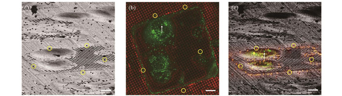 荧光导航cryo-FIB减薄原理(标尺:10 μm)。(a)HepG2细胞的FIB图像,圆圈标注出5个用来配准的荧光珠;(b)图8(a)的光镜图像,圆圈标注图8(a)中对应的5个荧光珠,箭头标注选取的研究目标;(c)FIB和光镜的配准图像,箭头指示图8(b)中选取的研究目标