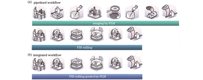 荧光导航cryo-FIB减薄方案(图片来自www.nanoscience.com)。(a)分体式方案;(b)集成式方案