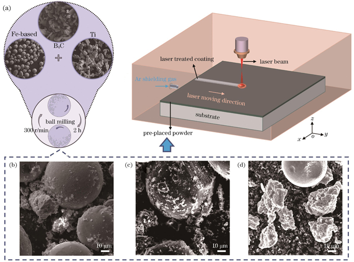 混合粉末形貌及激光合金化示意图。(a)激光合金化示意图;(b)LA1试样预置粉末形貌;(c)LA2试样预置粉末形貌;(d)LA3试样预置粉末形貌