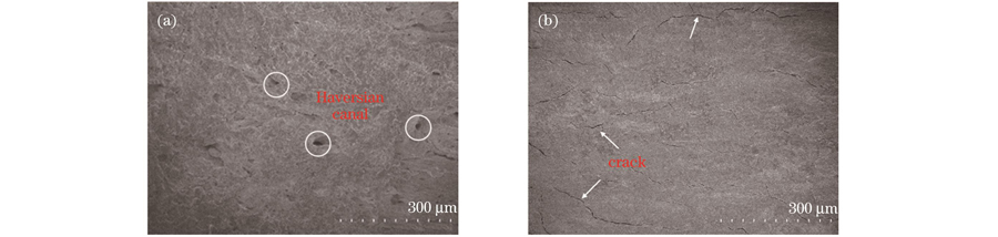 骨孔壁面的SEM形貌图。(a)激光钻切骨孔;(b)机械钻切骨孔