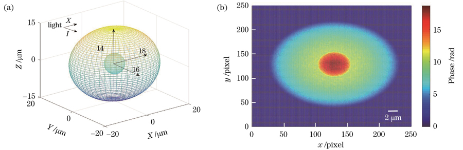双介质同心椭球模型。(a)模型的三维空间示意图;(b)模型在X方向的相移分布图