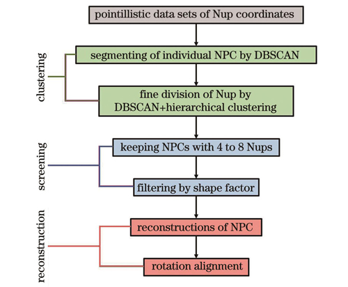 NPC SMLM数据处理流程图