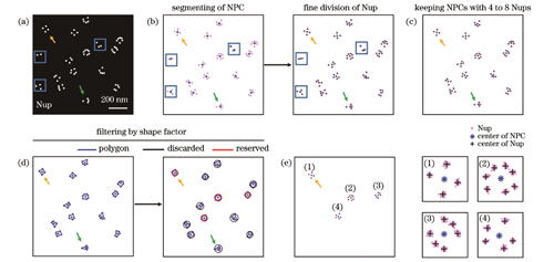 NPC的筛选。(a)模拟的NPC分布图;(b)NPC的分割以及Nup的分割;(c)保留含有4~8个Nup的NPC;(d)根据轮廓多边形的形状因子筛选NPC;(e)满足筛选条件的NPC