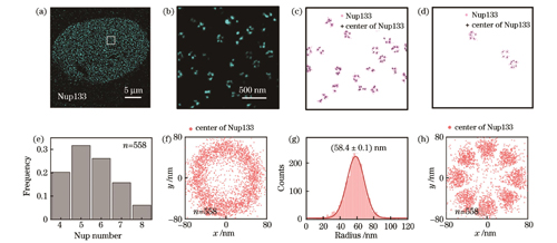 Nup133 SMLM图像的重构分析。(a)(b)U2OS细胞中Nup133的代表性SMLM图像及其局部放大图;(c)初筛后保留下来的含有4~8个Nup133的NPC;(d)最终筛选出的满足条件的NPC;(e)Nup133数量分布直方图;(f)对齐所有NPC质心的Nup133的空间分布;(g)所有Nup133的半径分布,其中红色线代表高斯拟合的分布曲线,其峰值对应的横坐标为拟合的Nup133半径;(h)旋转对齐后的Nup133的空间分布