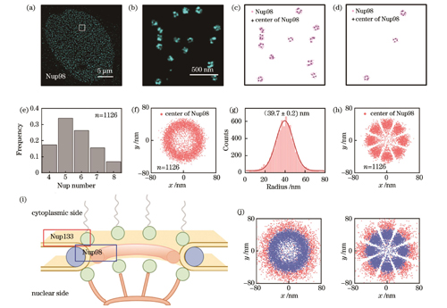 Nup98 SMLM图像的重构分析。(a)(b)U2OS细胞中Nup98的代表性SMLM图像及其局部放大图;(c)初筛后保留下来的含有4~8个Nup98的NPC;(d)最终筛选出的满足条件的NPC;(e)Nup98数量分布直方图;(f)对齐所有NPC质心的Nup98的空间分布;(g)所有Nup98的半径分布,其中红色线代表高斯拟合的分布曲线,其峰值对应的横坐标为拟合的Nup98半径;(h)旋转对齐后的Nup98分布;(i)NPC模型图;(j)Nup133和Nup98分布的叠加