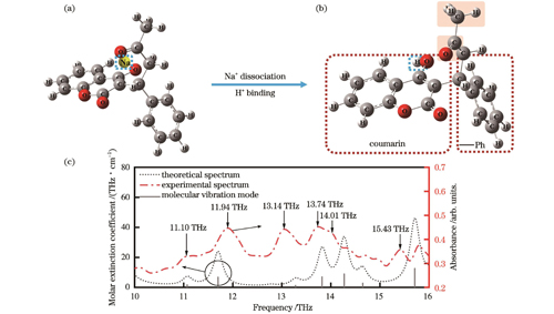 华法林分子的理论仿真结果。(a)华法林钠分子模型;(b)华法林分子模型;(c)华法林理论光谱与华法林钠实验光谱